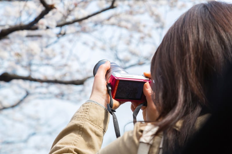 桜の写真を撮っている女性